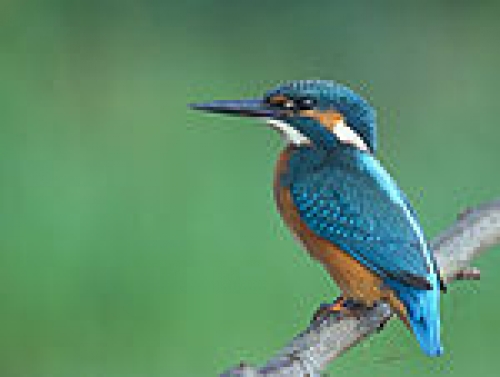 Rezervatia Naturala Lacul Cicos poza